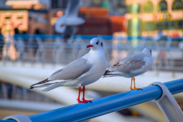 istock Busan Songdo Skywalk 1219144457