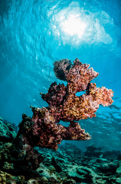 istock Coral reef scene, colorful corals in clear blue water 1219144538