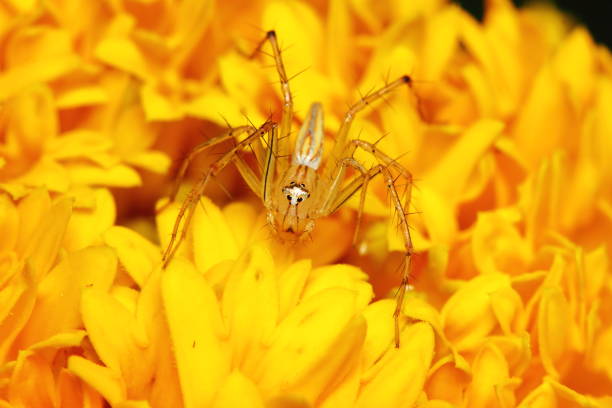 istock Macro Photography of Jumping Spider 1219144584