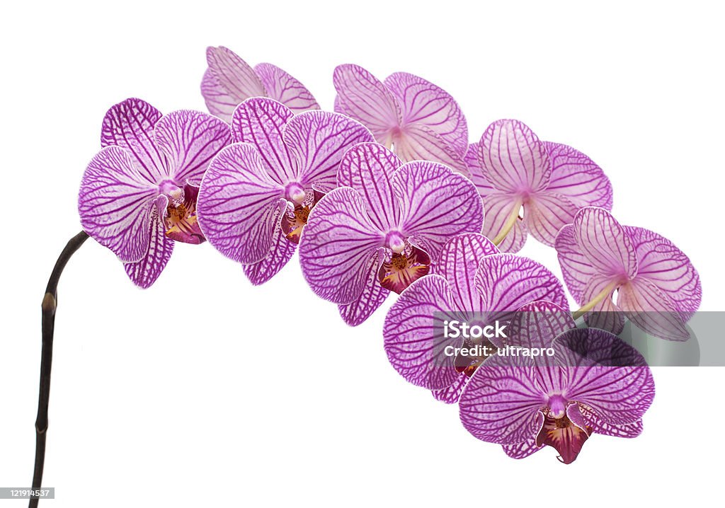 orchid isolado no fundo branco - Foto de stock de Abstrato royalty-free