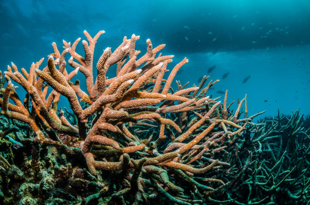 istock Coral reef scene, colorful corals in clear blue water 1219145429