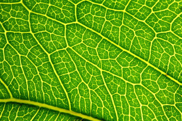 istock texture of green leaves in nature 1219145842