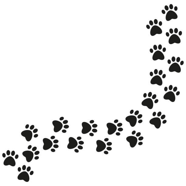 istock Paw print trail isolated on white background. Dog or cat paws print. Animal steps. Vector 1219146233