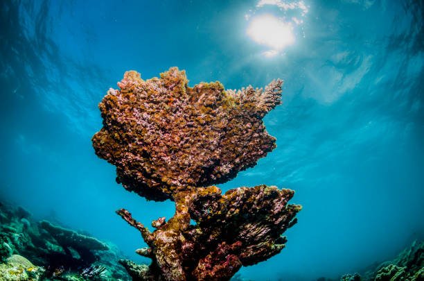 istock Coral reef scene underwater, colorful corals in clear blue ocean 1219147214