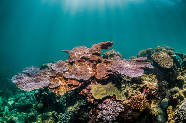 istock Coral reef scene, colorful reef in clear blue water 1219147632
