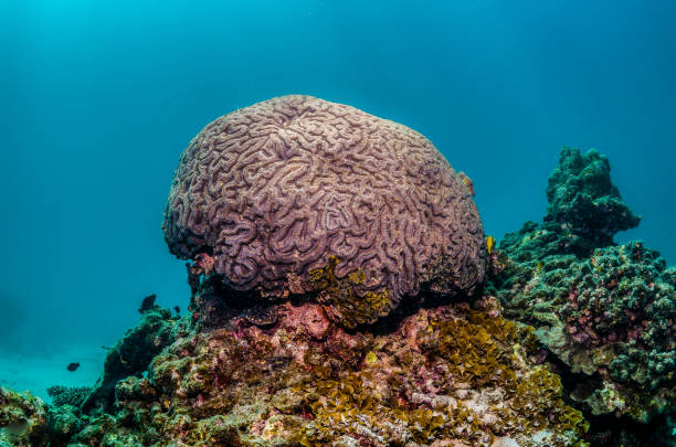 istock Coral reef scene, colorful reef in clear blue water 1219147642