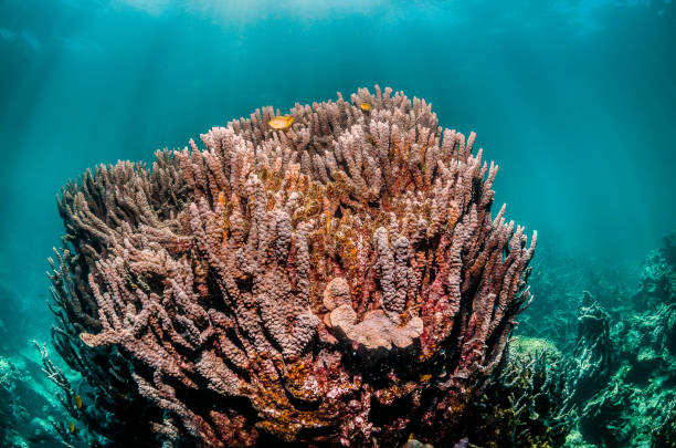 istock Coral reef scene, colorful reef in clear blue water 1219147764