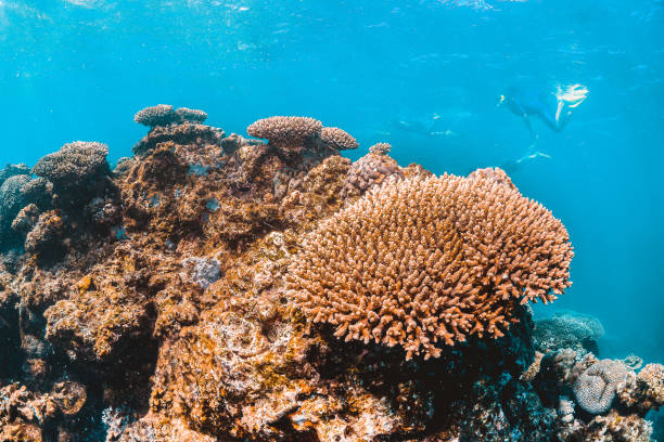 istock Coral reef scene, colorful reef in clear blue water 1219147793