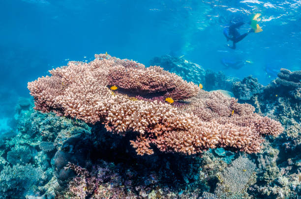 istock Coral reef scene, colorful reef in clear blue water 1219147874