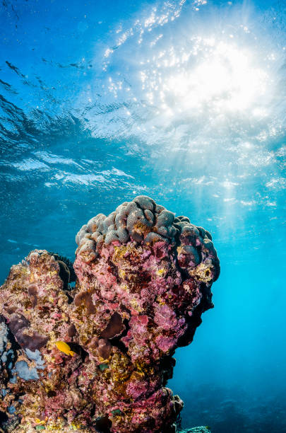 istock Coral reef scene, colorful reef in clear blue water 1219148486