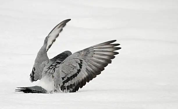 Photo of Pigeon landing