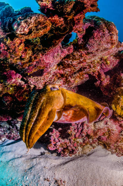 istock Cuttlefish swimming among colorful coral reef 1219148508