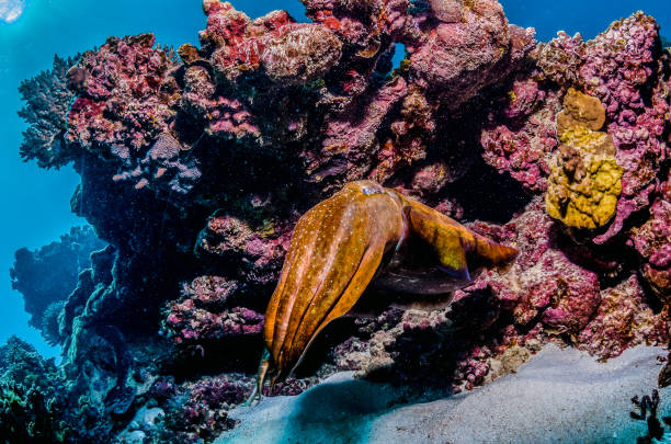 istock Cuttlefish swimming among colorful coral reef 1219148509