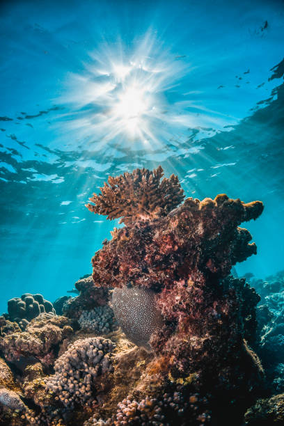 istock Coral reef scene, colorful reef in clear blue water 1219148533
