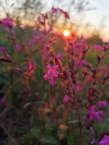 istock Pink flowers in a sunset 1219148632