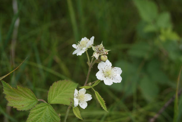 istock Blackberry flowers in the forest 1219148860