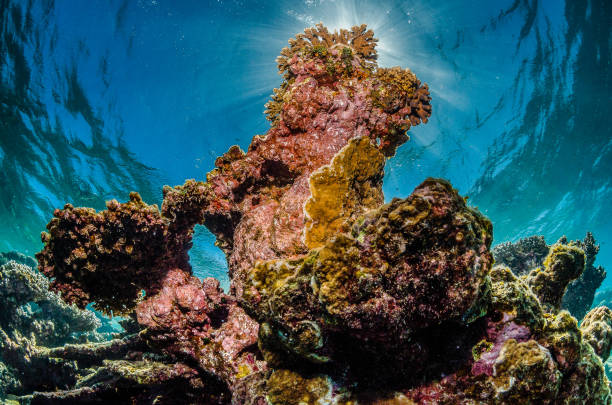 istock Colorful coral reef scene underwater 1219148955