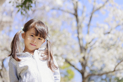 Japanese girl and cherry blossoms (5 years old)
