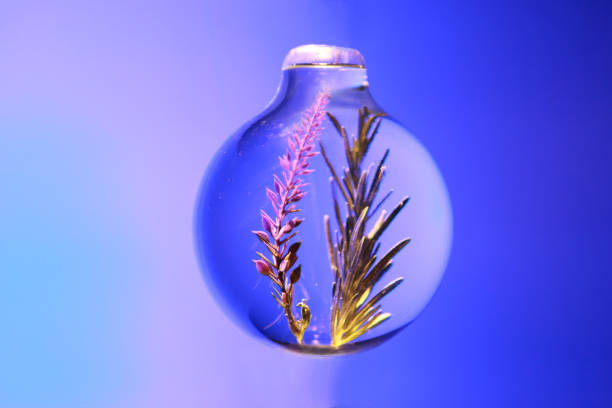 flower and rosemary are contained inside sphere glass jar on blue background