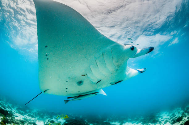 istock Manta ray swimming in the wild 1219151597