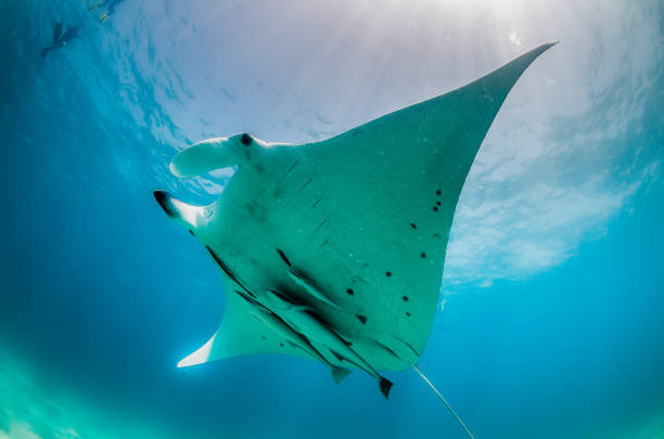 istock Manta ray swimming in the wild 1219151659