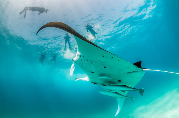 istock Manta ray swimming in the wild 1219151682