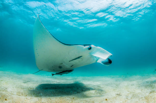 istock Manta ray swimming in the wild 1219151686