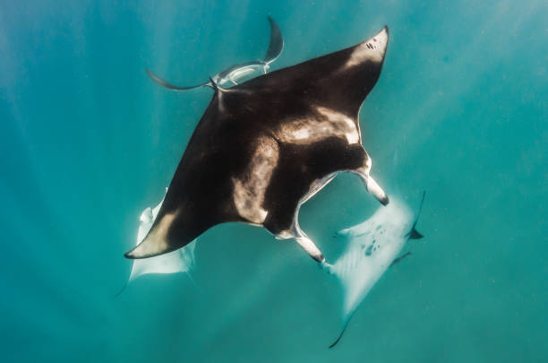 istock Manta rays swimming together in the wild 1219151764