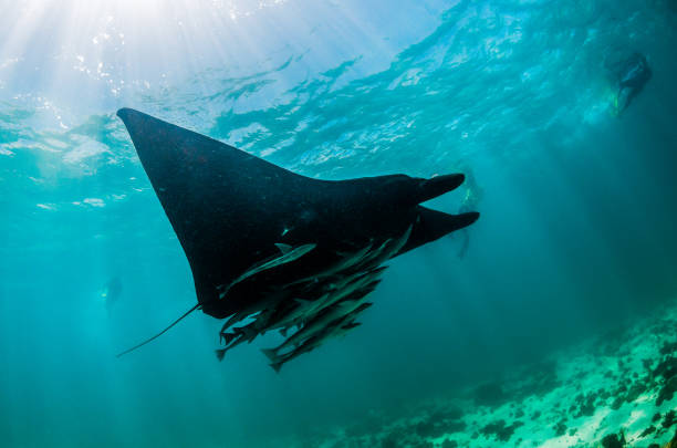 istock Manta ray swimming in the wild 1219151778