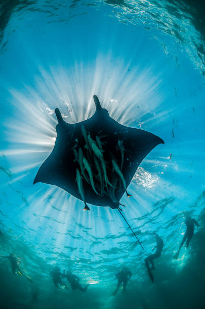 istock Underneath a huge manta ray swimming in the wild 1219151800