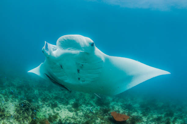 istock Manta ray swimming in the wild 1219151827