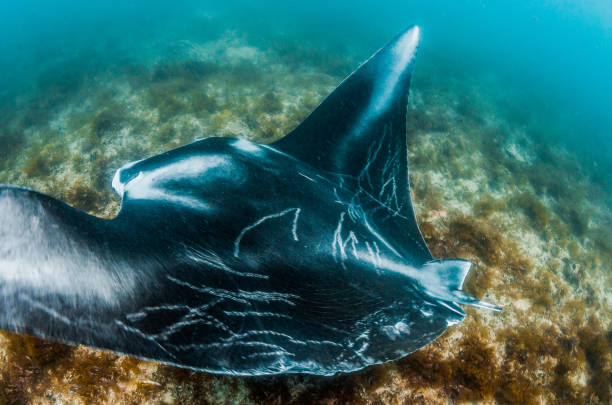 istock Manta ray swimming in the wild 1219151829