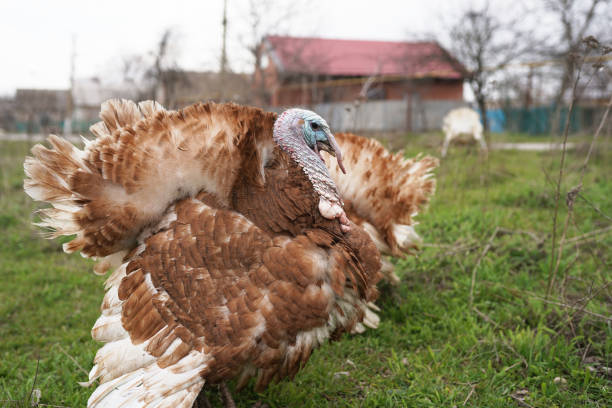 istock Motley home Turkey bird walking around the yard 1219151918