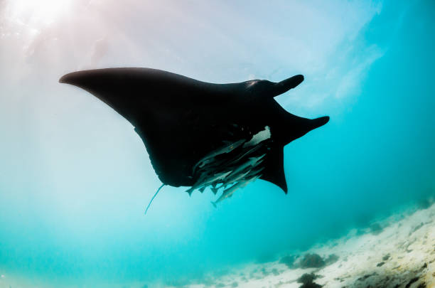 istock Manta ray swimming in the wild 1219151945