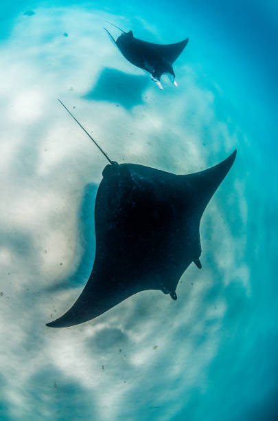 istock Manta ray swimming in the wild 1219151977