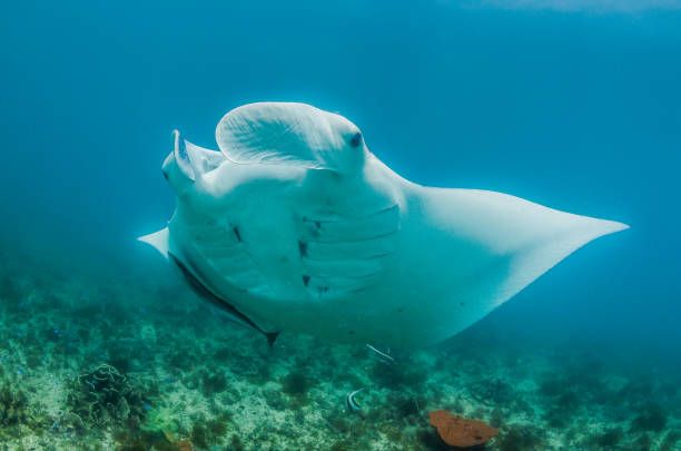 istock Manta ray swimming in the wild 1219152003