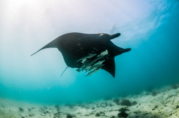 istock Manta ray swimming in the wild 1219152005