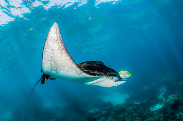 istock Eagle ray swimming alone in crystal clear water 1219152007