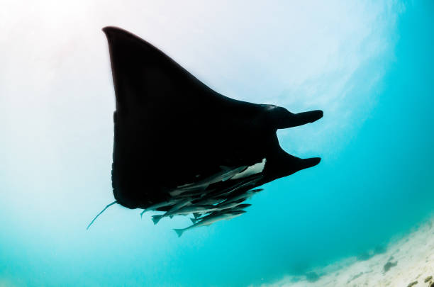 istock Manta ray swimming in the wild 1219152054