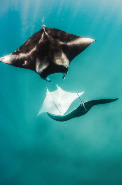 istock Manta rays swimming together in the wild 1219152070