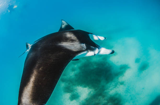 istock Manta ray swimming in the wild 1219152127