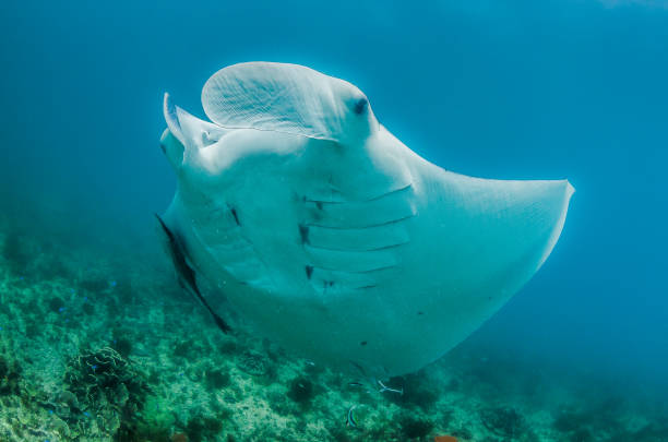 istock Manta ray swimming in the wild 1219152149