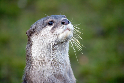 Close up of an Asian or Oriental Short Clawed Otter looking up.