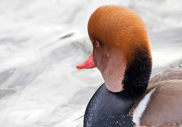 Male Red Crested Pochard Looking Away Close up of a male Red Crested Pochard (netta rufina) facing away. This diving duck can be found in southern Europe and northern Africa. netta rufina stock pictures, royalty-free photos & images