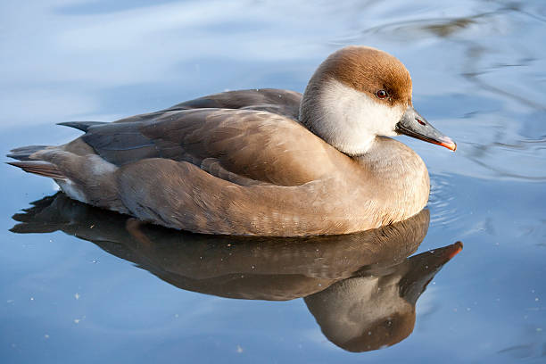 Female Red Crested Pochard stock photo