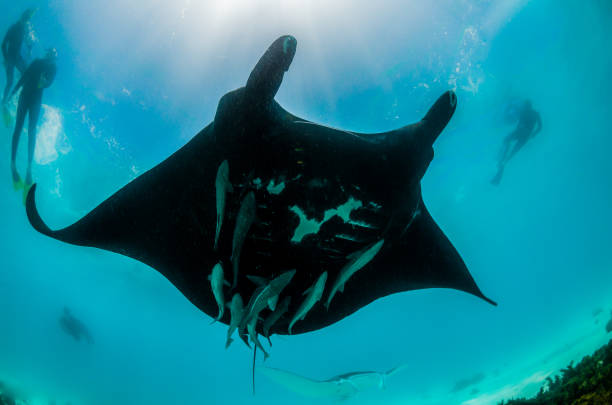 istock Manta ray swimming in the wild 1219152671