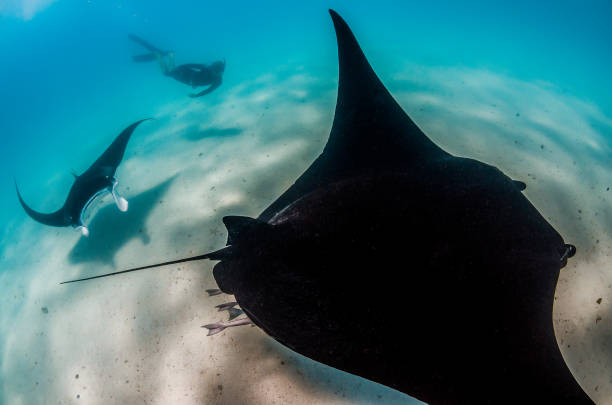 istock Manta ray swimming in the wild 1219152700