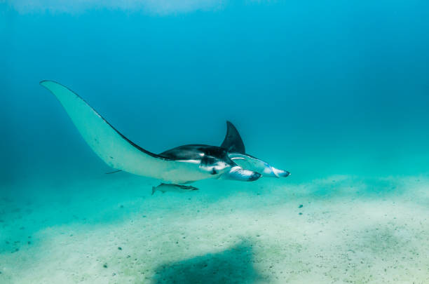 istock Manta ray swimming in the wild 1219152713