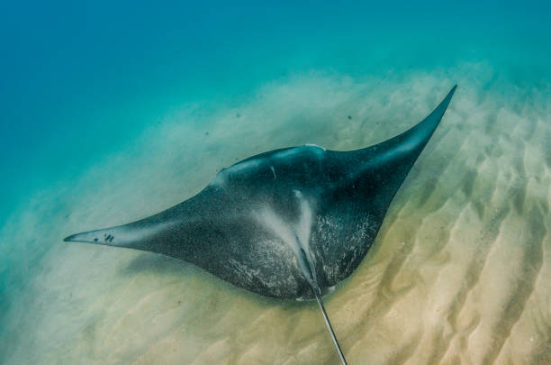 istock Manta ray swimming in the wild 1219152723