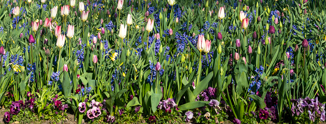 Tulips in Vondelpark Amsterdam.